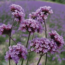 Seminte VERBENA bonariensis FINESSE 1000s