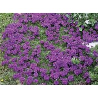 Seminte VERBENA speciosa IMAGINATION 1000s
