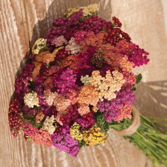 Seminte ACHILLEA millefolium Colorado Mixed 1gr