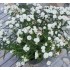 Seminte ACHILLEA ptarmica Marshmallow 1000s