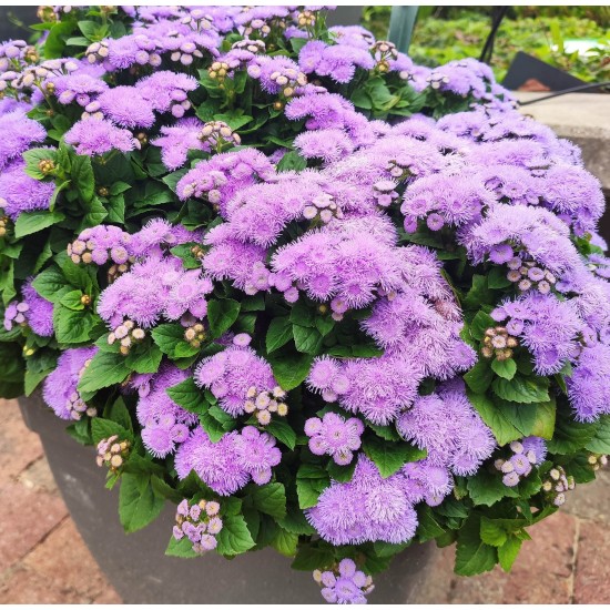 Seminte AGERATUM houstonianum KONA F1 Blue 1000s drajat