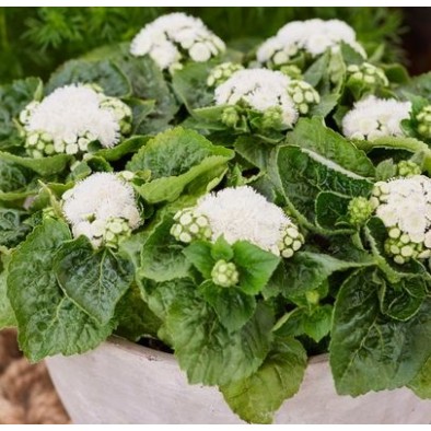 Seminte AGERATUM houstonianum KONA F1 White 1000s drajat