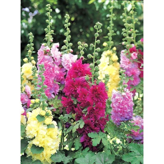 Seminte ALCEA rosea SPRING CELEBRITIES Mixture 1000s