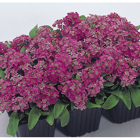 Seminte ALYSSUM (Lobularia maritima) EASTER BONNET Pink Deep 1000s