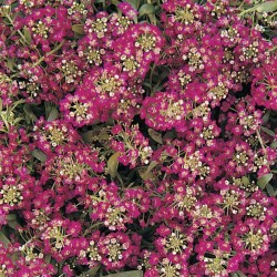 Seminte ALYSSUM (Lobularia maritima) EASTER BONNET Rose Deep 1000s