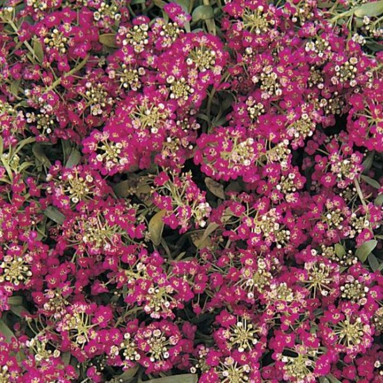 Seminte ALYSSUM (Lobularia maritima) EASTER BONNET Rose Deep 1000s