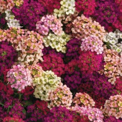 Seminte ALYSSUM (Lobularia maritima) EASTER BONNET Mix 1000s
