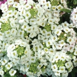 Seminte ALYSSUM (Lobularia maritima) EASTER BONNET White 1000s