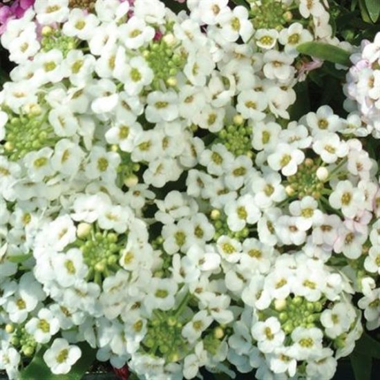 Seminte ALYSSUM (Lobularia maritima) EASTER BONNET White 1000s