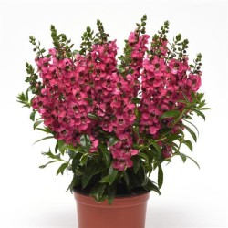 Seminte ANGELONIA angustifolia SERENITA F1 Mix 1000s