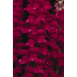 Seminte ANTIRRHINUM majus COOL F1 Crimson 1000s
