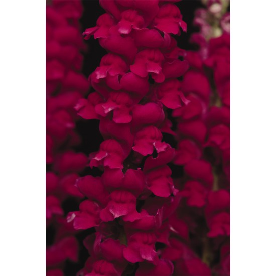 Seminte ANTIRRHINUM majus COOL F1 Crimson 1000s