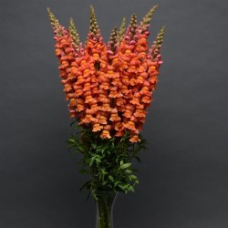 Seminte ANTIRRHINUM majus COOL F1 Orange 1000s
