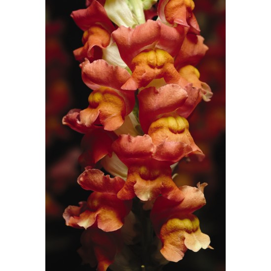 Seminte ANTIRRHINUM majus COOL F1 Orange Bicolor 1000s