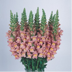 Seminte ANTIRRHINUM majus COOL F1 Pink 1000s