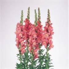 Seminte ANTIRRHINUM majus COOL F1 Rose 1000s