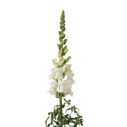Seminte ANTIRRHINUM majus COOL F1 White 1000s
