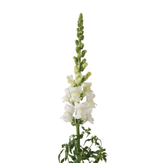 Seminte ANTIRRHINUM majus COOL F1 White 1000s