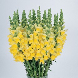 Seminte ANTIRRHINUM majus COOL F1 Yellow 1000s