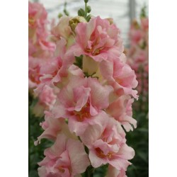 Seminte ANTIRRHINUM majus DOUBLE SHOT F1 Appleblossom 1000s