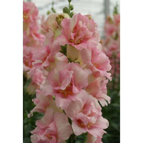 Seminte ANTIRRHINUM majus DOUBLE SHOT F1 Appleblossom 1000s