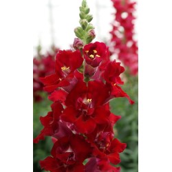 Seminte ANTIRRHINUM majus DOUBLE SHOT F1 Crimson Red 1000s