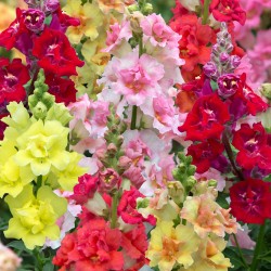 Seminte ANTIRRHINUM majus DOUBLE SHOT F1 Mix 1000s