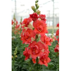 Seminte ANTIRRHINUM majus DOUBLE SHOT F1 Orange Bicolor 1000s