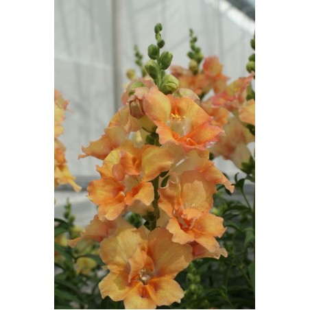 Seminte ANTIRRHINUM majus DOUBLE SHOT F1 Peach 1000s