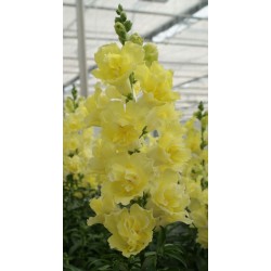 Seminte ANTIRRHINUM majus DOUBLE SHOT F1 Yellow 1000s