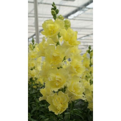 Seminte ANTIRRHINUM majus DOUBLE SHOT F1 Yellow 1000s