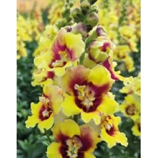 Seminte ANTIRRHINUM majus DOUBLE SHOT F1 Yellow Red Heart 1000s