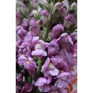 Seminte ANTIRRHINUM majus MARYLAND F1 Lavender 1000s