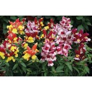 Seminte ANTIRRHINUM majus SNAPPY F1 Mix Tricolor 1000s