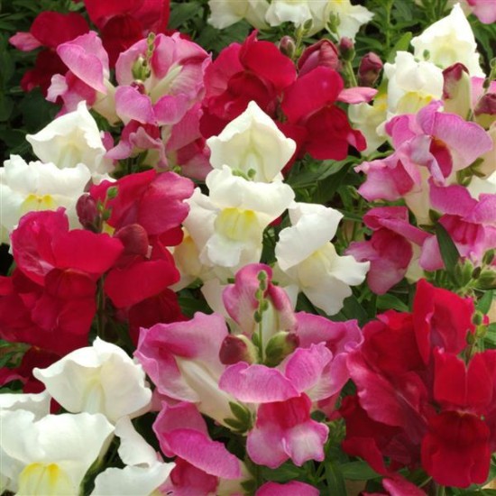 Seminte ANTIRRHINUM majus SNAPPY F1 Mix Full 1000s