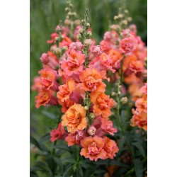 Seminte ANTIRRHINUM majus MADAME BUTTERFLY F1 Bronze 1000s