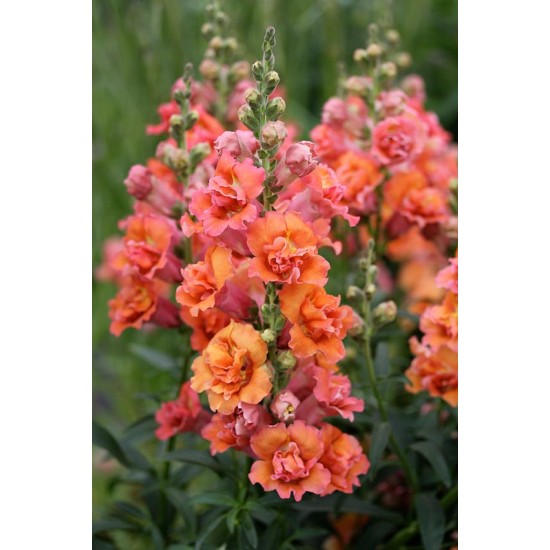 Seminte ANTIRRHINUM majus MADAME BUTTERFLY F1 Bronze 1000s