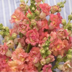 Seminte ANTIRRHINUM majus MADAME BUTTERFLY F1 Bronze-White 1000s
