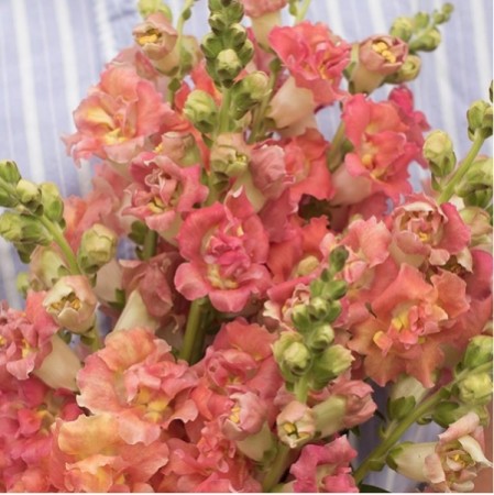 Seminte ANTIRRHINUM majus MADAME BUTTERFLY F1 Bronze-White 1000s