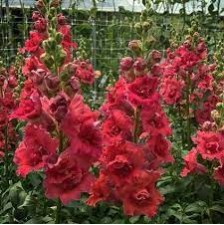 Seminte ANTIRRHINUM majus MADAME BUTTERFLY F1 Cherry-Bronze 1000s