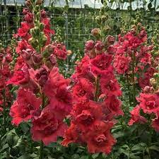 Seminte ANTIRRHINUM majus MADAME BUTTERFLY F1 Cherry-Bronze 1000s