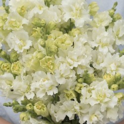 Seminte ANTIRRHINUM majus MADAME BUTTERFLY F1 Ivory 1000s