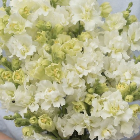 Seminte ANTIRRHINUM majus MADAME BUTTERFLY F1 Ivory 1000s
