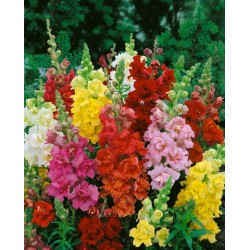 Seminte ANTIRRHINUM majus MADAME BUTTERFLY F1 Mix 1000s