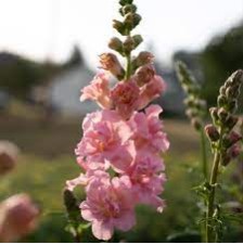 Seminte ANTIRRHINUM majus MADAME BUTTERFLY F1 Pink 1000s