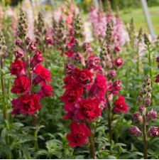 Seminte ANTIRRHINUM majus MADAME BUTTERFLY F1 Red 1000s