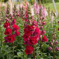 Seminte ANTIRRHINUM majus MADAME BUTTERFLY F1 Red 1000s