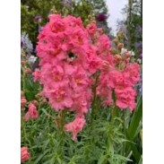Seminte ANTIRRHINUM majus MADAME BUTTERFLY F1 Rose 1000s
