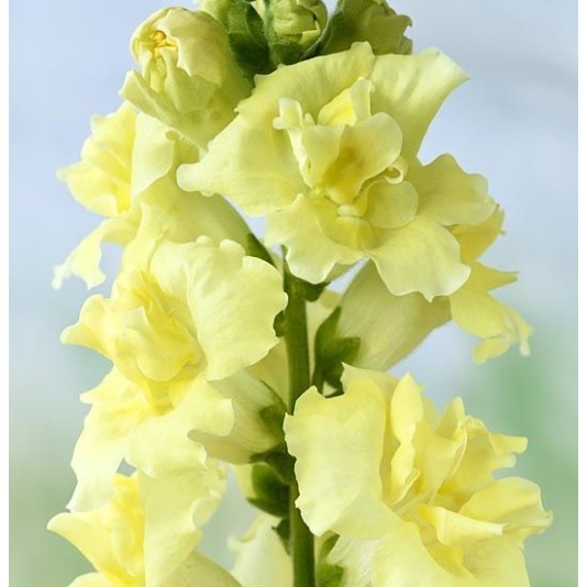 Seminte ANTIRRHINUM majus MADAME BUTTERFLY F1 Yellow 1000s