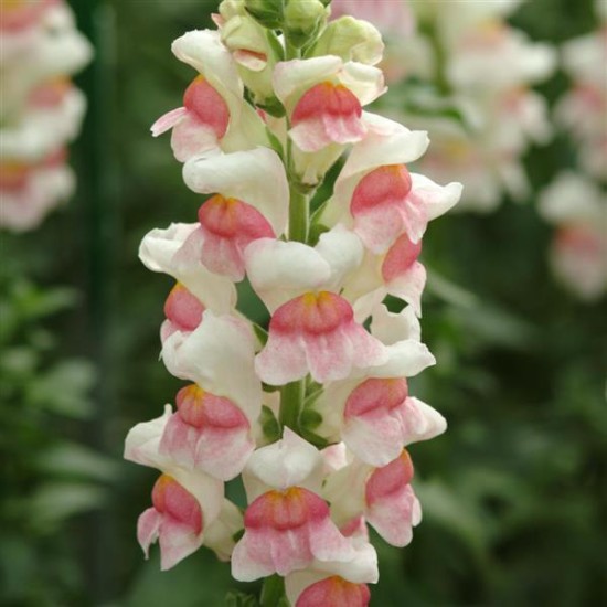Seminte ANTIRRHINUM majus POTOMAC F1 Apppleblossom 1000s